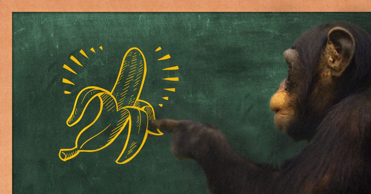 Imagem de um chimpanzé apontando para um quadro negro verde onde está desenhada uma banana descascada pela metade em giz amarelo.